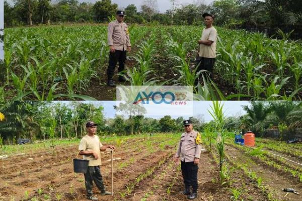 Polsek Hulu Kuantan dan Pemerintah Desa Lubuk Ambacang Tinjau Lahan Jagung untuk Dukung Swasembada Pangan 2025