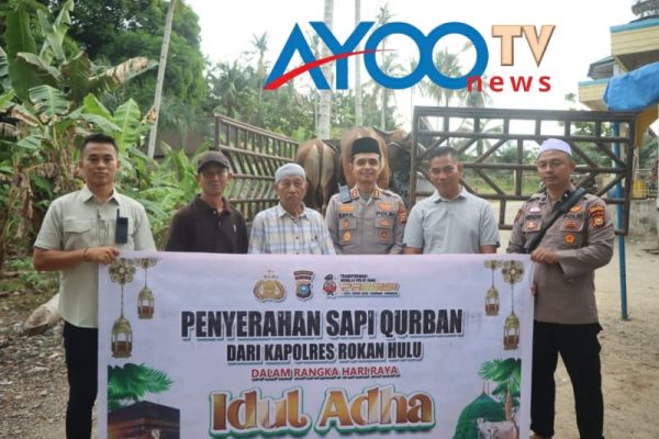 Momen Idul Adha 1446 Hijriah Polres Rohul Sumbangkan 10 Sapi Kurban Ke Sejumlah Masjid dan Sembelih 5 Ekor Sapi